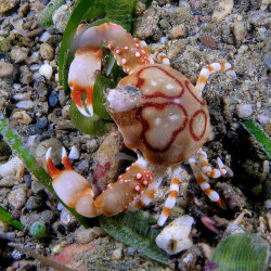 PEBBLE CRAB PHILIPPINES