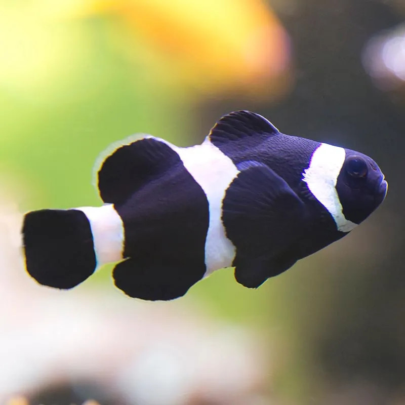 BLACK PERCULA CLOWNFISH ADULT