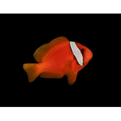 TOMATO CLOWNFISH M