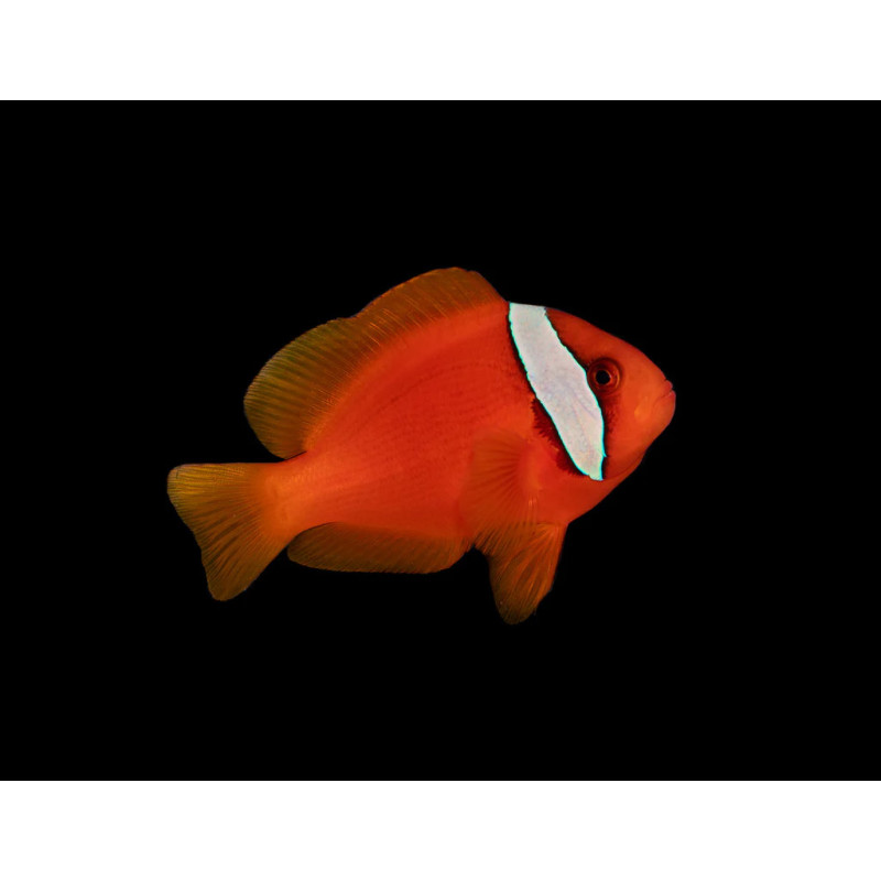 TOMATO CLOWNFISH M