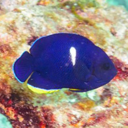 TIBICEN ANGELFISH M