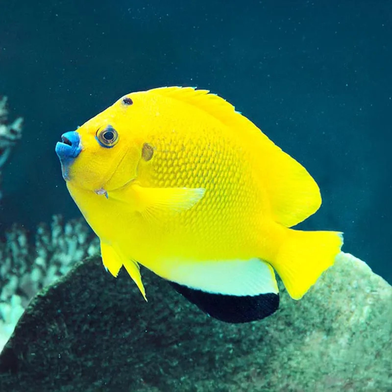 FLAGFIN ANGELFISH ADULT M