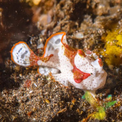 WARTSKIN ANGLER PHILIPPINES M