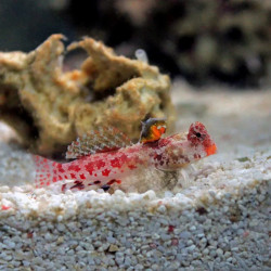 SCOOTER BLENNY RED PHILIPPINES M
