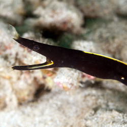 BLACK RIBBON EEL PHILIPPINES MALE