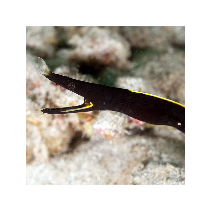 BLACK RIBBON EEL PHILIPPINES MALE