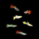 Assorted Guppy - Male, Medium