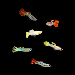 Assorted Guppy - Male, Medium