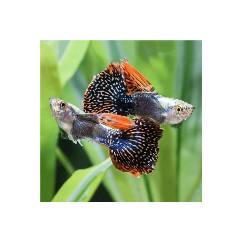 Assorted Premium Elephant Ear Guppy