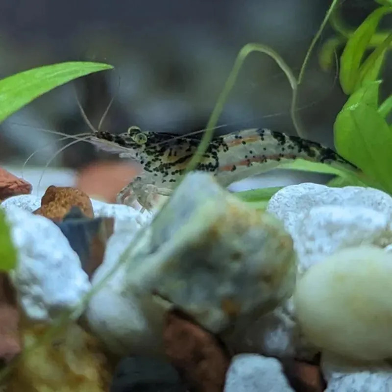 Black Shushi Shrimp