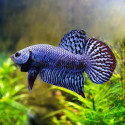 Blue Alien Betta - Male