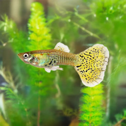 Cobra Guppy- Male, Large