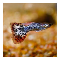 Elephant Ear Guppy - Male, Medium