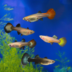 Assorted Guppy - Female, Large