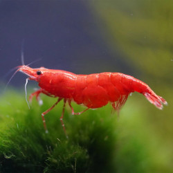 Red Cherry Shrimp - Large