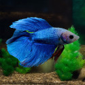 Halfmoon Double Tail Betta - Male