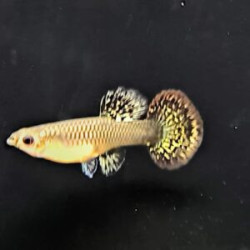 Elephant Ear Guppy - Female