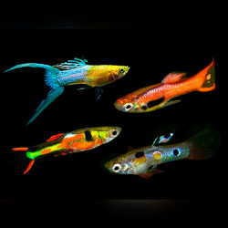 Assorted Endlers Guppy