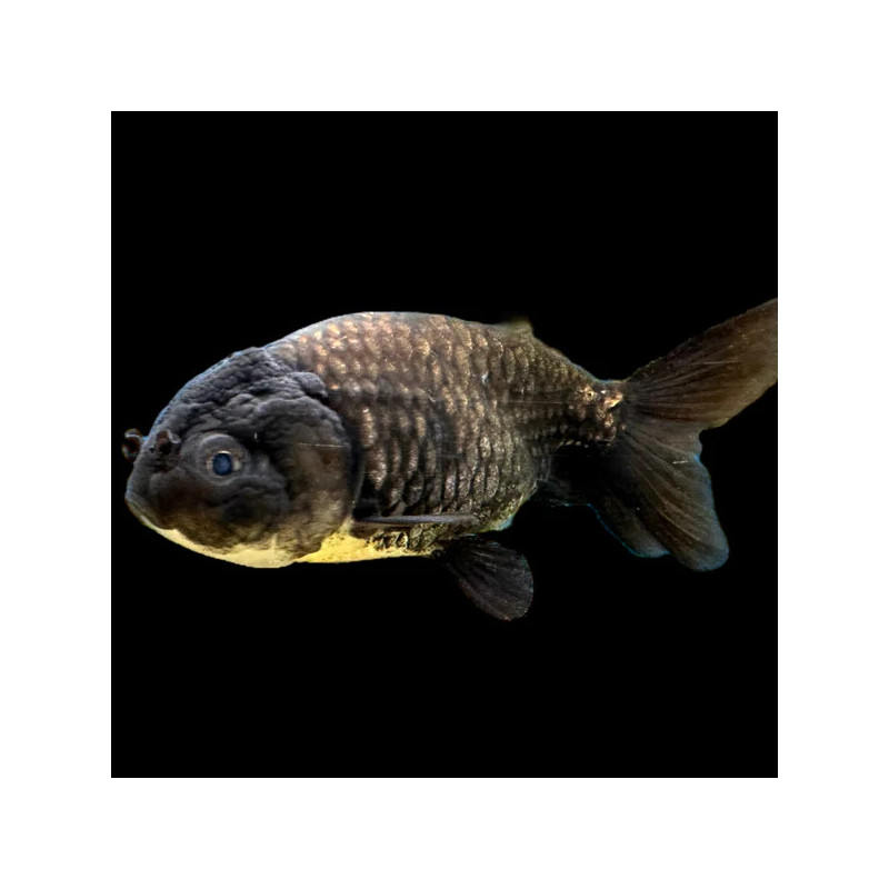 Black Ranchu Goldfish