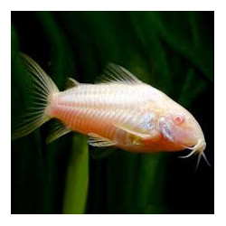 Albino Cory Catfish