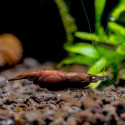 Chocolate Shrimp