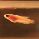 Juvenile Betta - Male