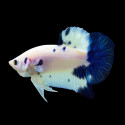 Blue Marble Betta - Male
