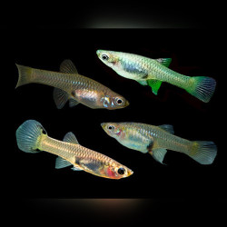 Assorted Endler Guppy - Female