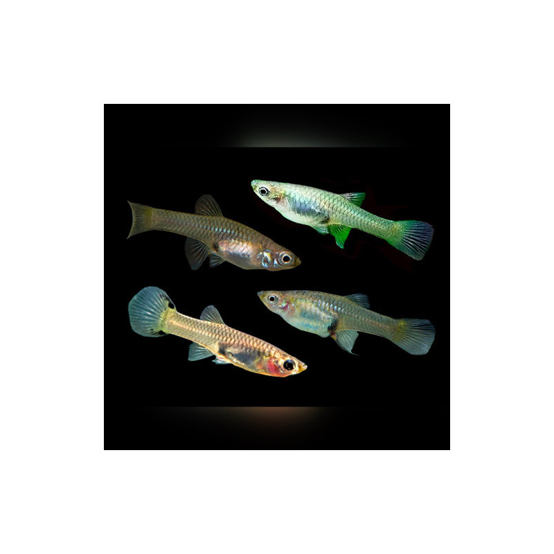 Assorted Endler Guppy - Female