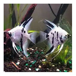 Short fin - Panda Anglefish