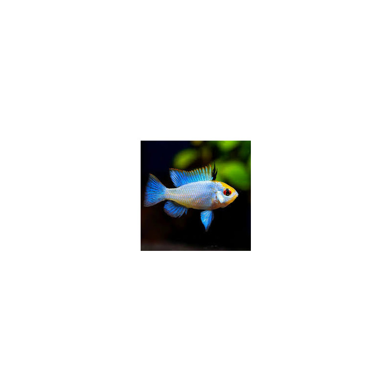 Electiric Blue Ram - Medium