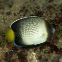 Cream Angelfish