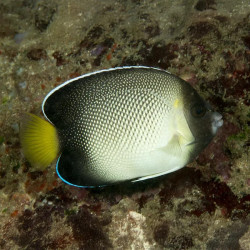 Cream Angelfish