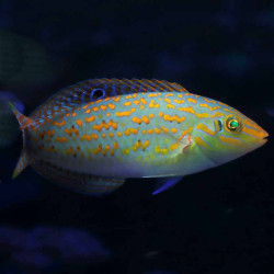Timor Wrasse Halichoeres - Medium