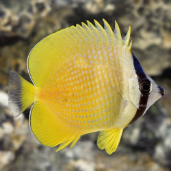 Kleins Butterflyfish - Small