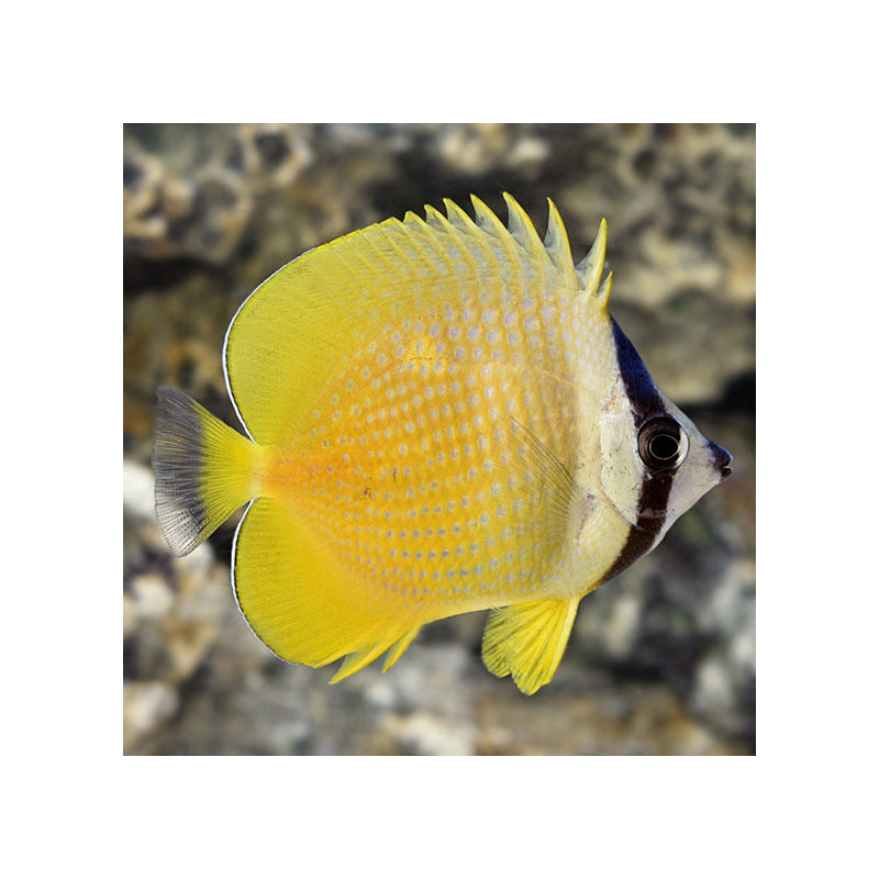Kleins Butterflyfish - Small