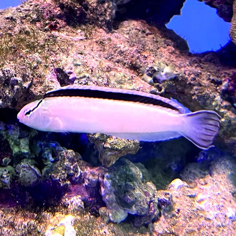 Smithys Blenny