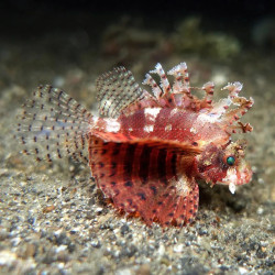 Dwarf Lionfish