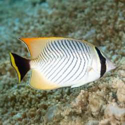 Chevroned Butterflyfish - Medium