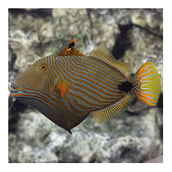 Orange-Lined Triggerfish - Medium