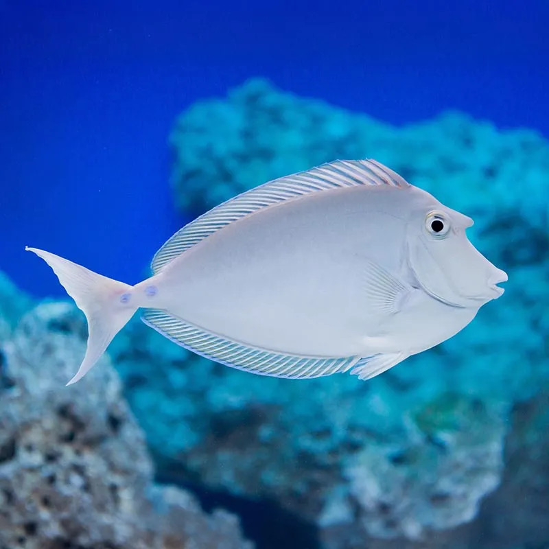 Bluespine Unicorn Tang - Large