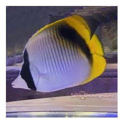 Lined Butterflyfish