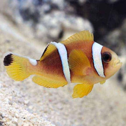 Two Banded Clownfish