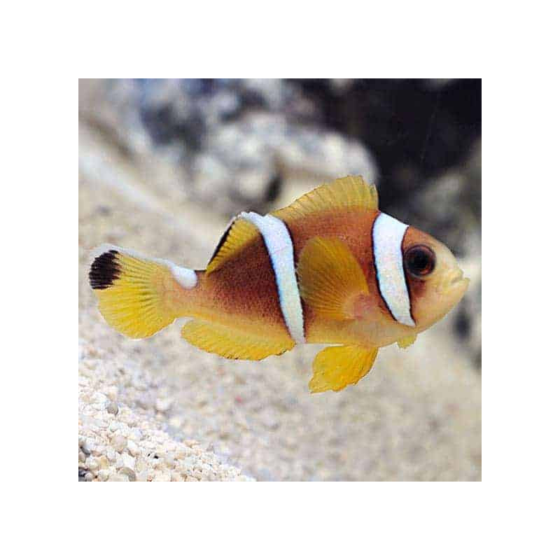 Two Banded Clownfish