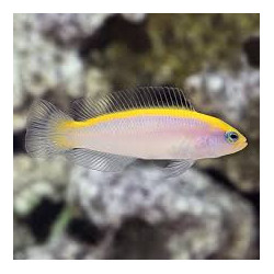 Sunrise Dottyback