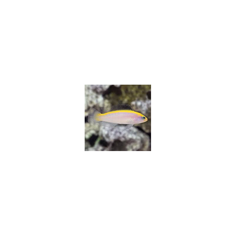 Sunrise Dottyback
