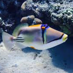 Assasi Triggerfish