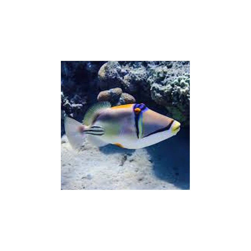 Assasi Triggerfish