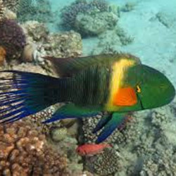 Broomtail Wrasse
