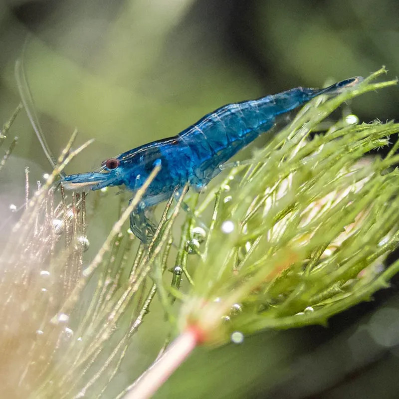 Blue velvet shrimp